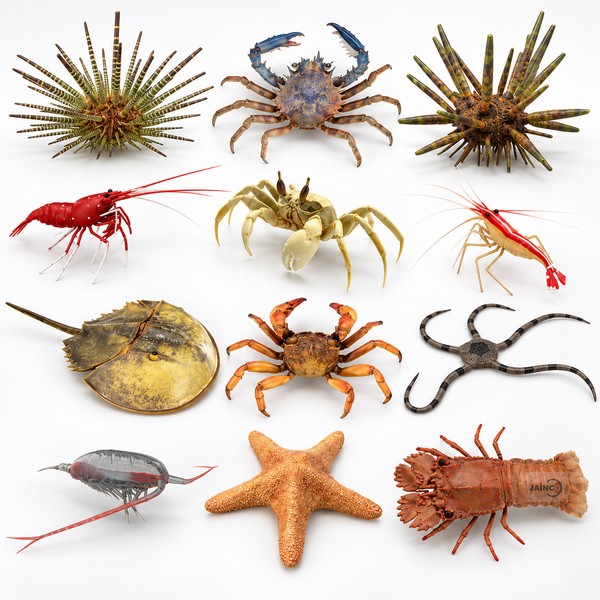 Invertebrates Model